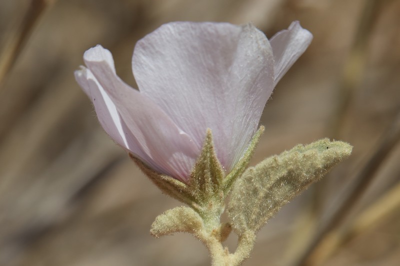 Paleface photo 2