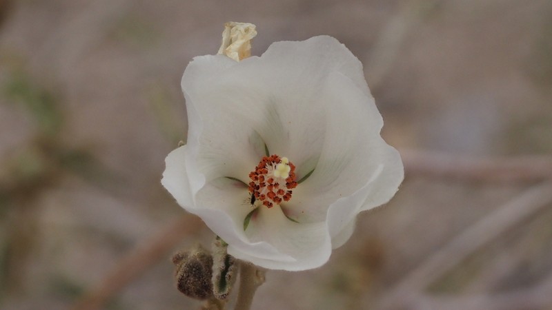 Paleface photo 3