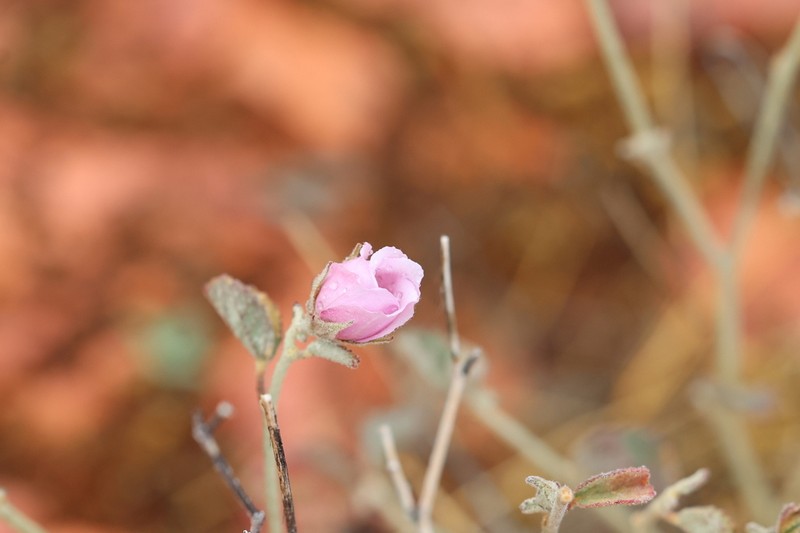 Paleface photo 4