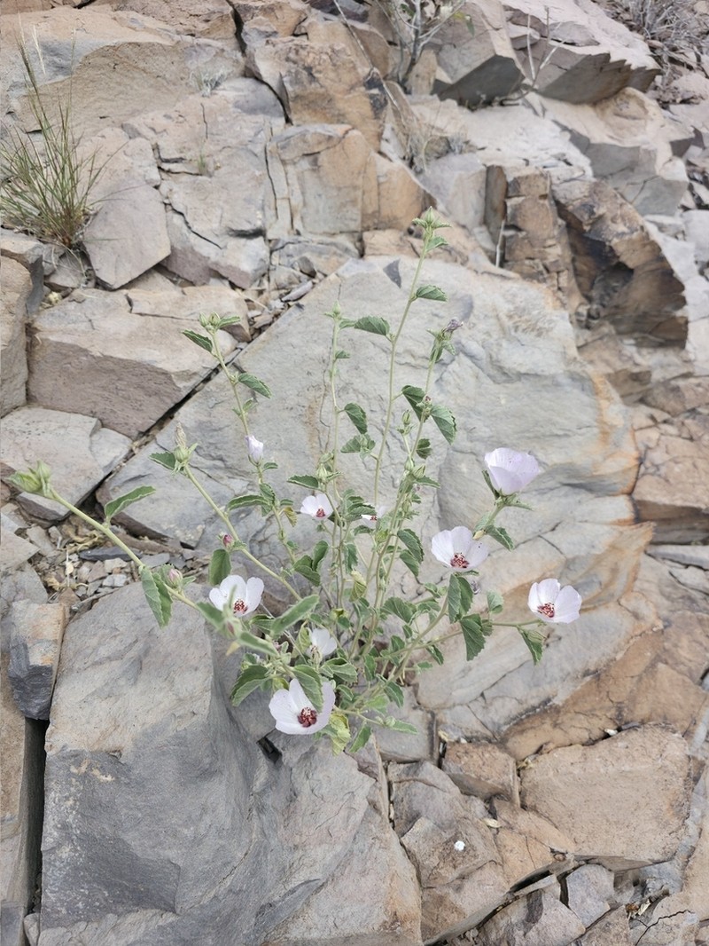 Paleface photo 6