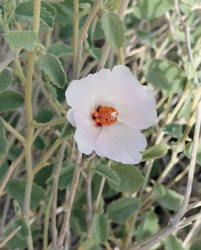 Paleface photo 8