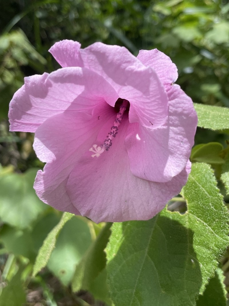 Hibiscus dimidiatus photo 2