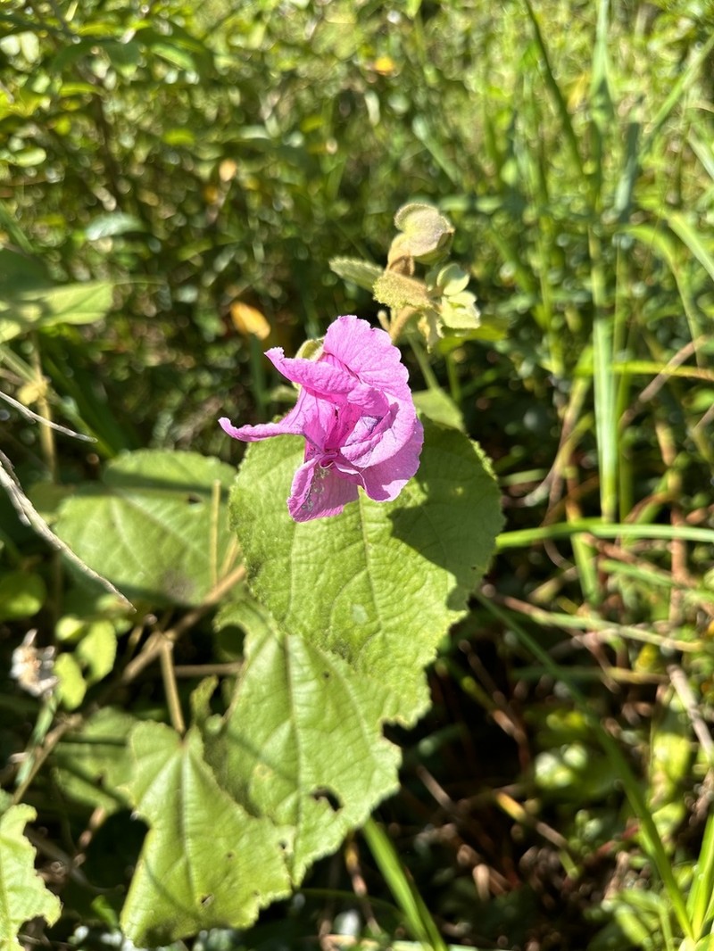 Hibiscus dimidiatus photo 3