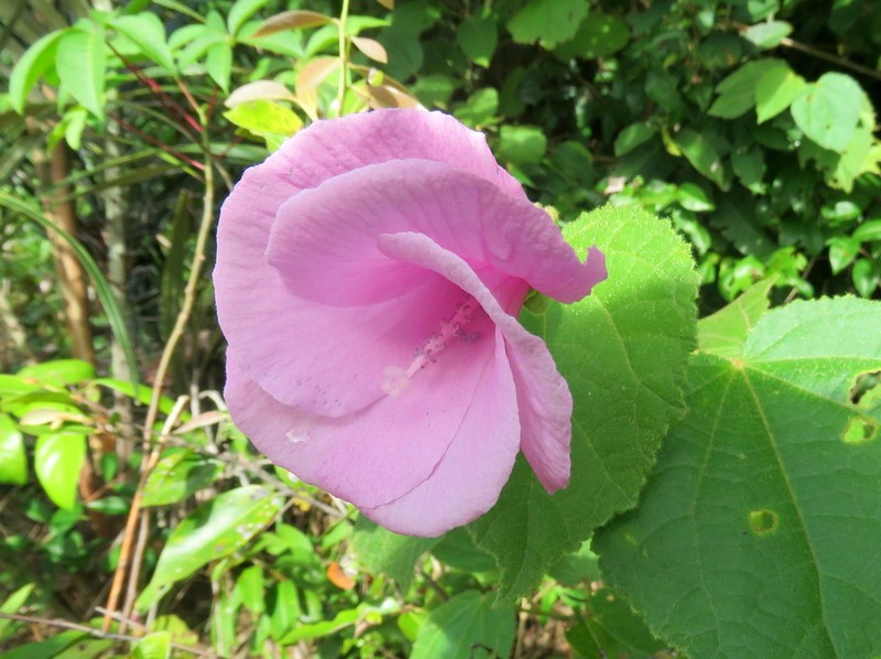 Hibiscus dimidiatus photo 4