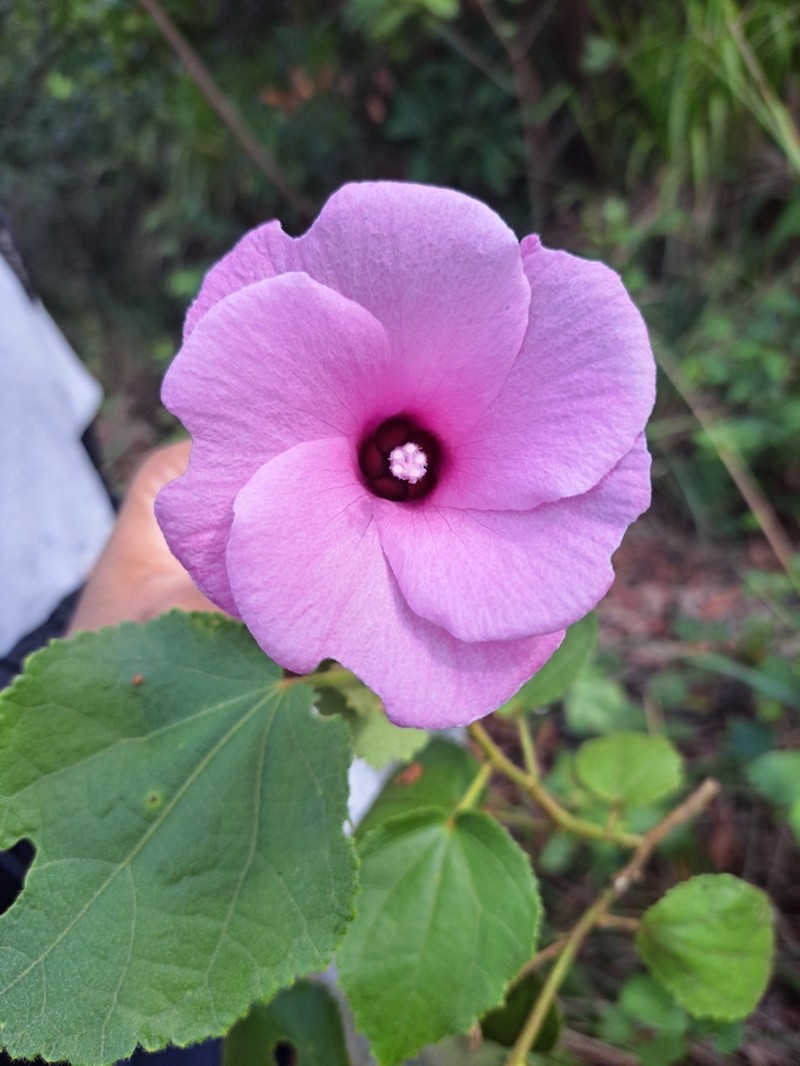 Hibiscus dimidiatus photo 5