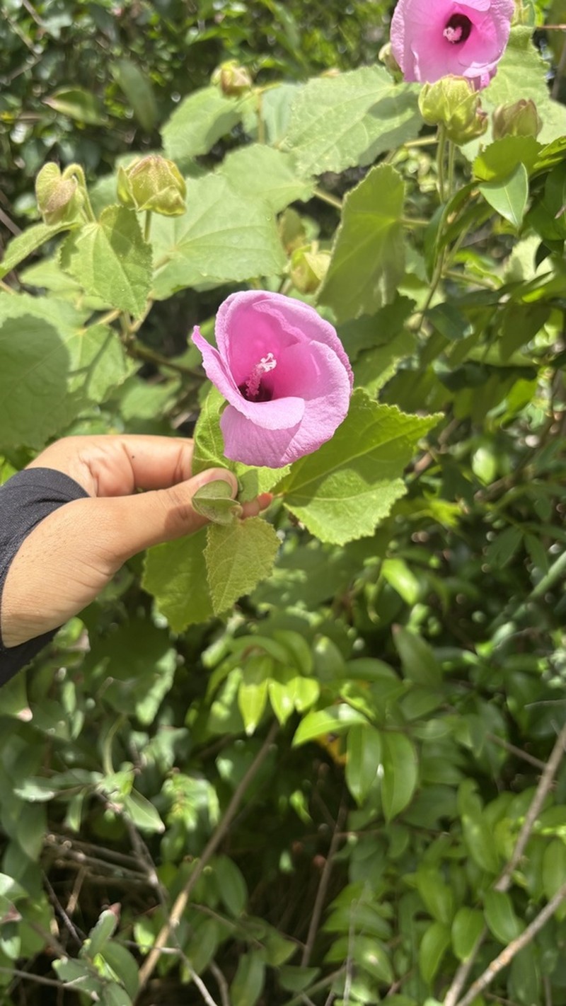 Hibiscus dimidiatus photo 6