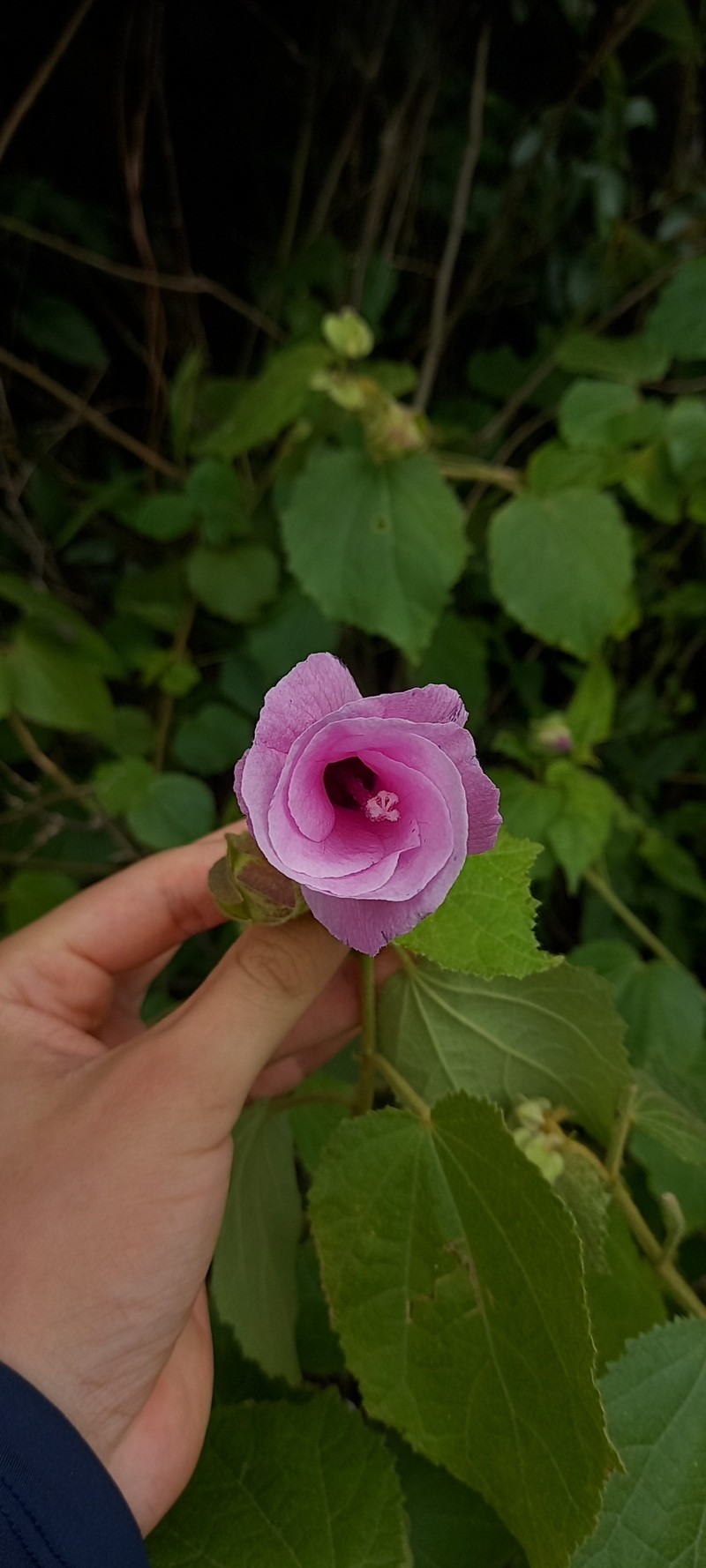 Hibiscus dimidiatus photo 7