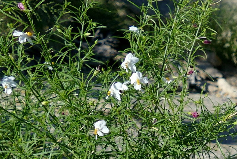 Hibiscus dinteri photo 4