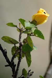 Hibiscus dioscorides