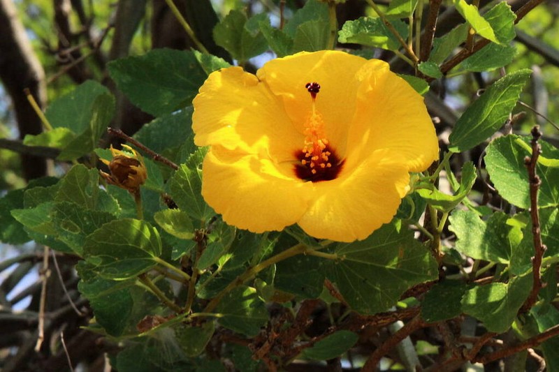 Hibiscus dioscorides photo 2