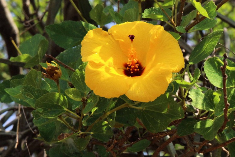 Hibiscus dioscorides photo 3