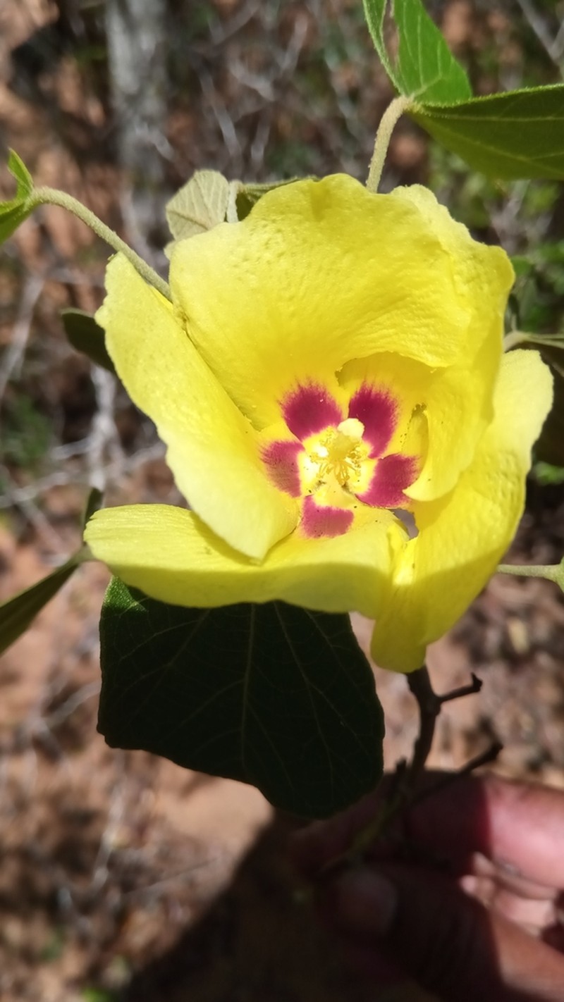 Hibiscus diplocrater