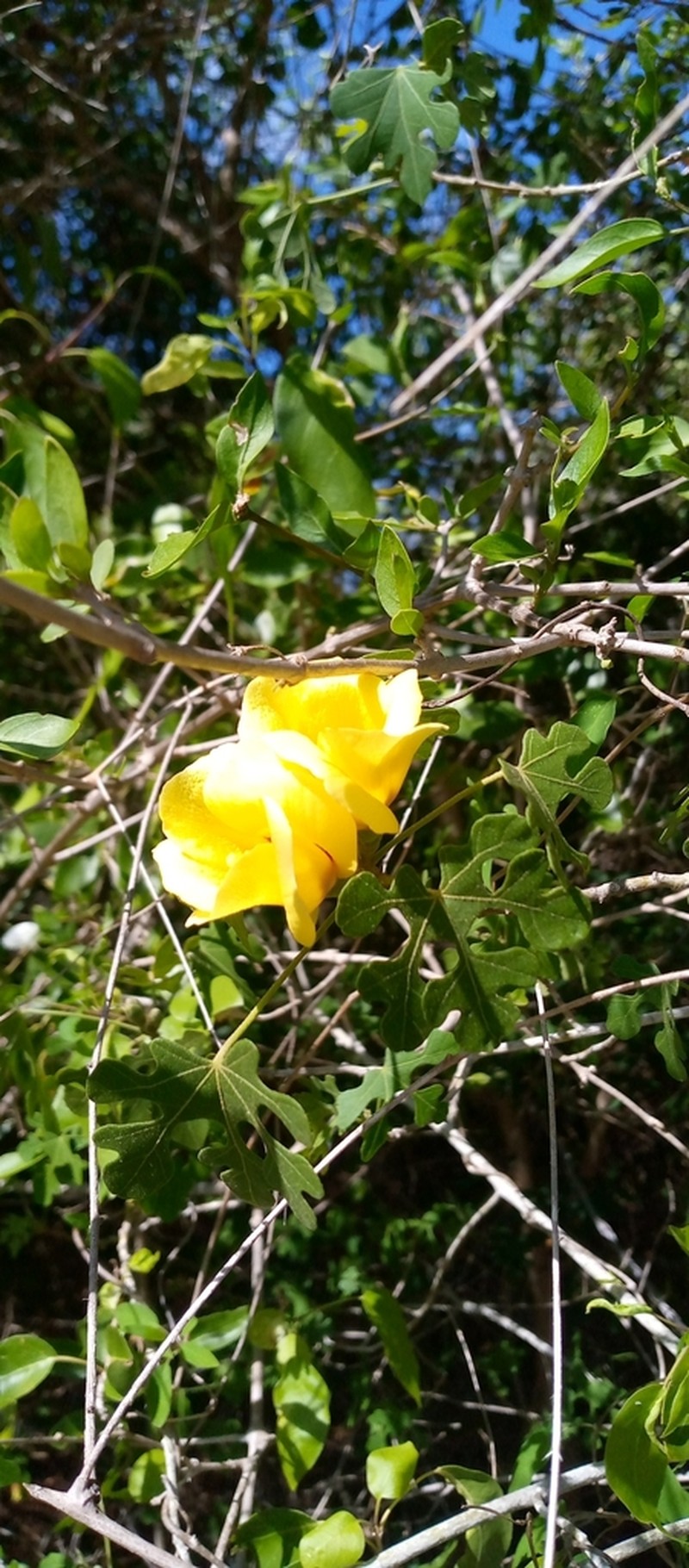 Hibiscus diplocrater photo 2