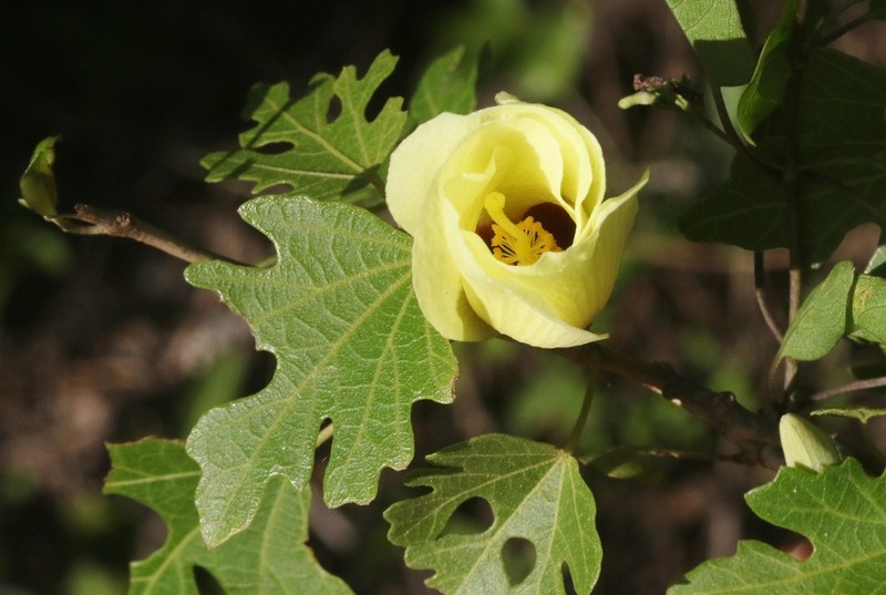 Hibiscus diplocrater photo 3