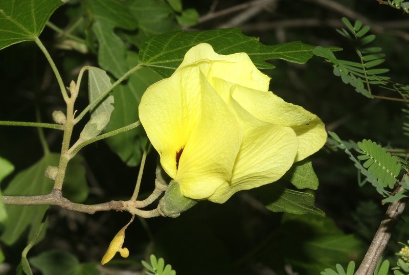 Hibiscus diplocrater photo 4