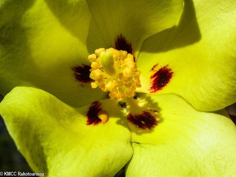Hibiscus diplocrater photo 5
