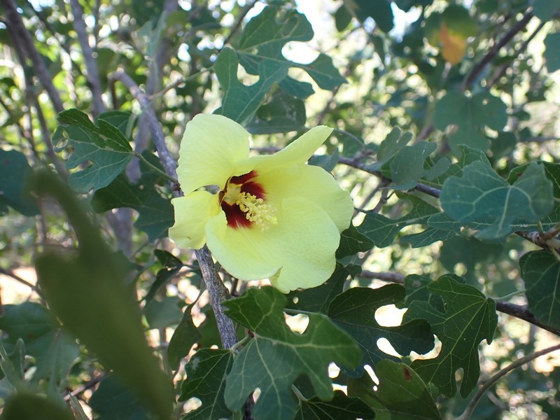 Hibiscus diplocrater photo 6