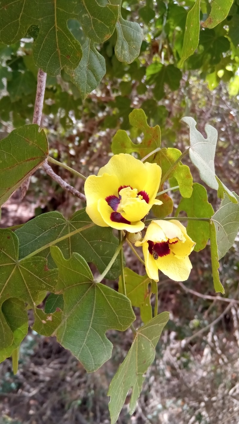 Hibiscus diplocrater photo 7