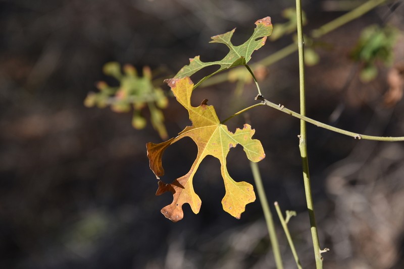 Hibiscus diplocrater photo 8