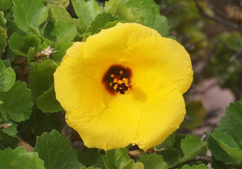 Hibiscus diriffan