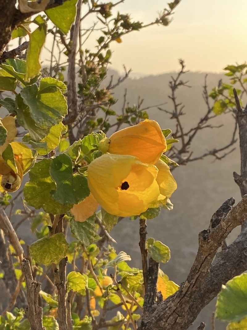 Hibiscus diriffan photo 2