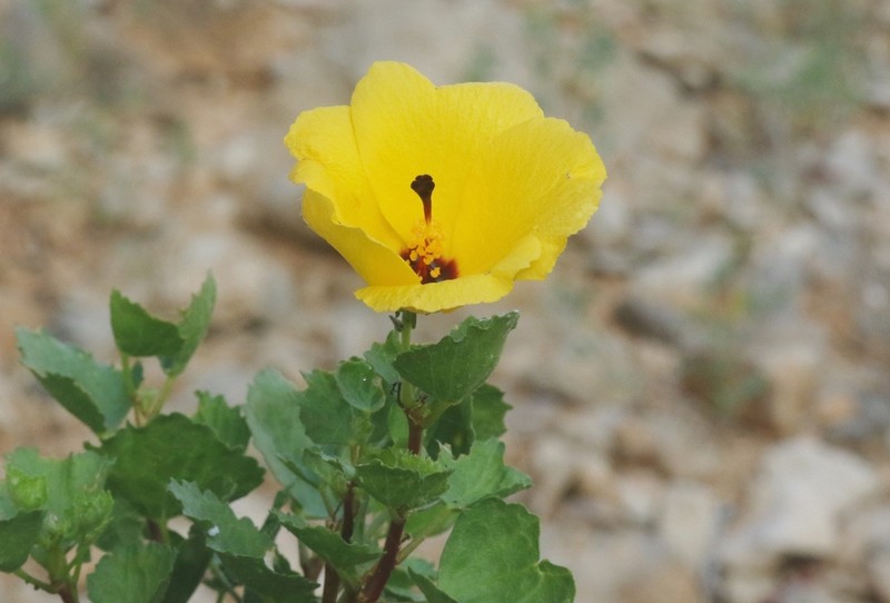 Hibiscus diriffan photo 3