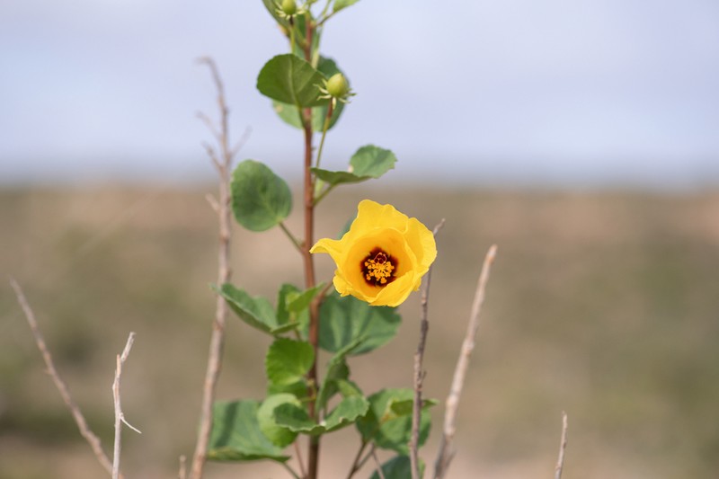 Hibiscus diriffan photo 4