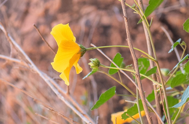 Hibiscus diriffan photo 5