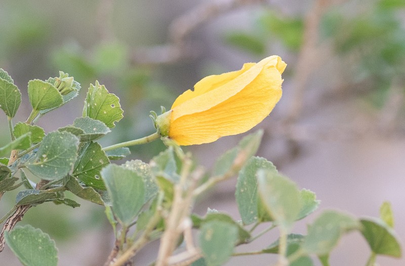 Hibiscus diriffan photo 6