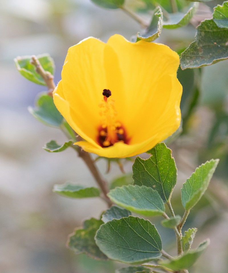 Hibiscus diriffan photo 7
