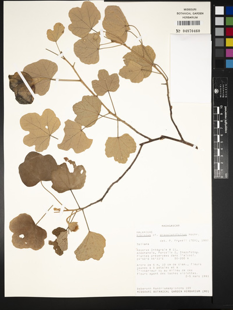 Hibiscus discolorifolius