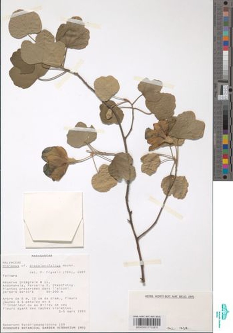 Hibiscus discolorifolius photo 2