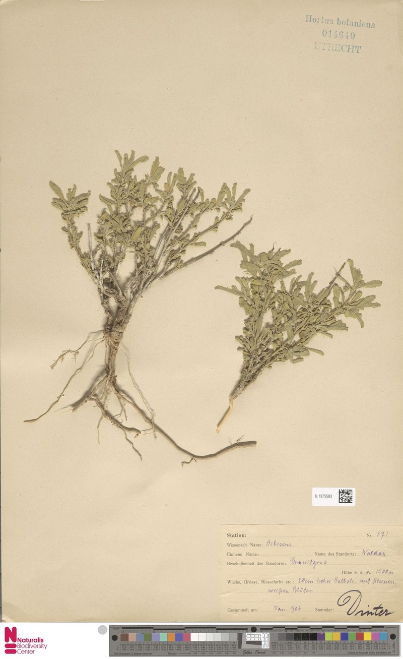 Hibiscus discophorus photo 2