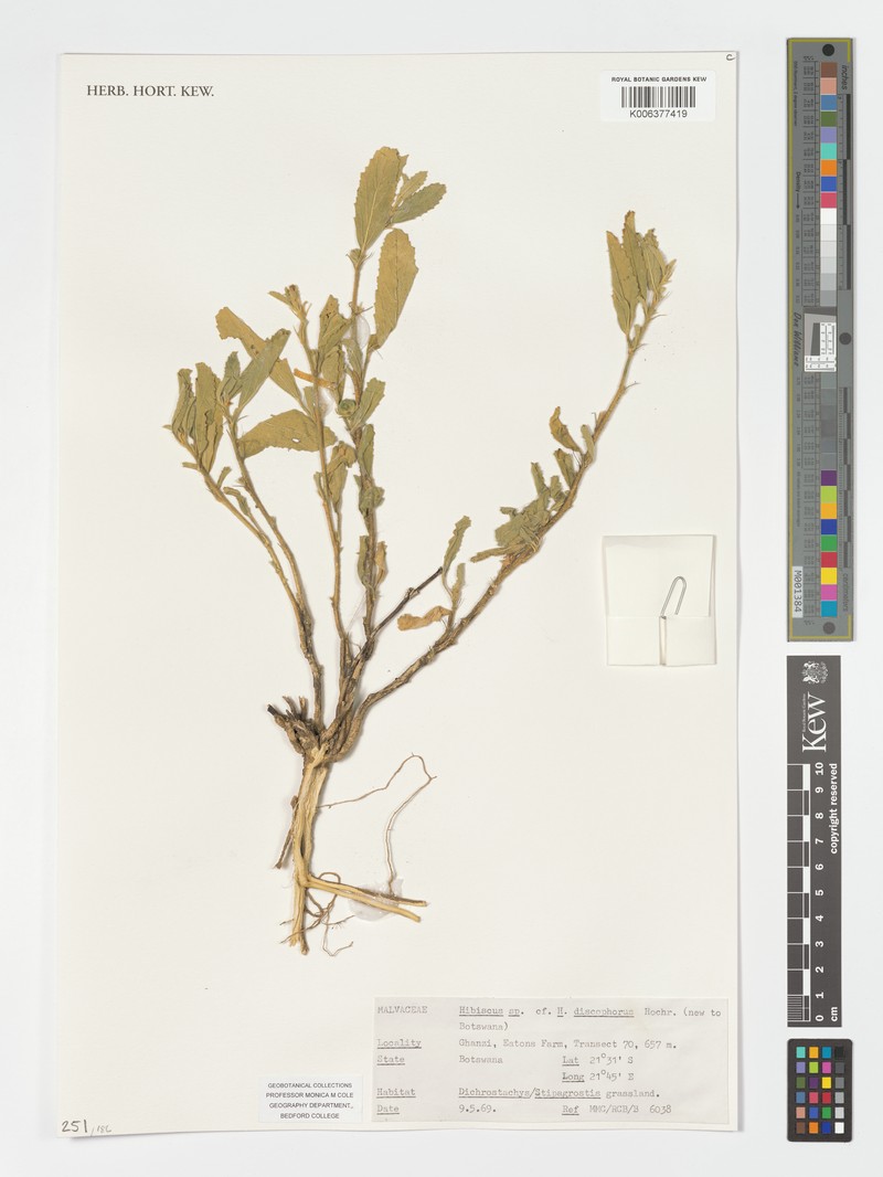 Hibiscus discophorus photo 4