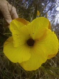 Hibiscus divaricatus