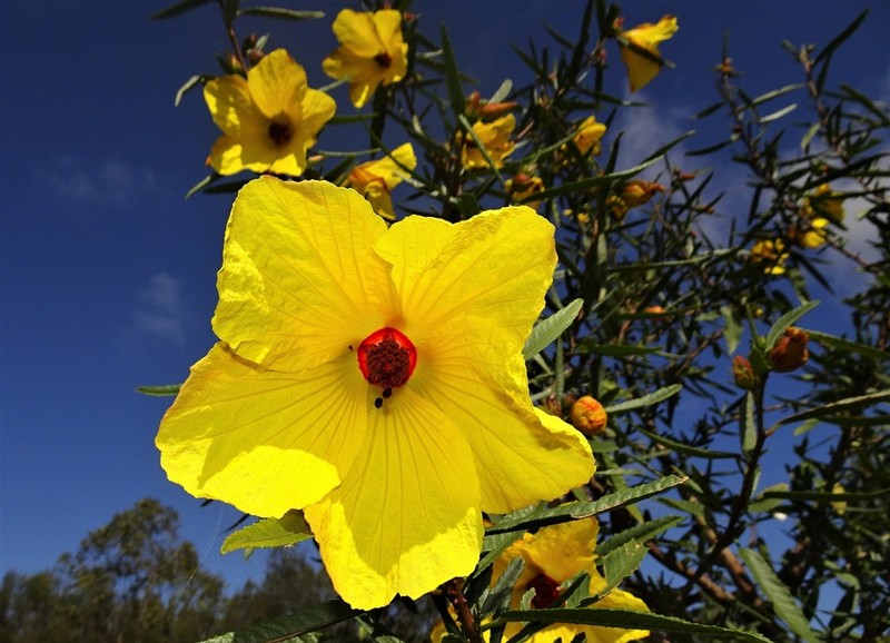 Hibiscus divaricatus photo 2
