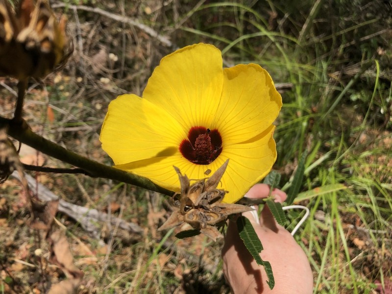 Hibiscus divaricatus photo 3