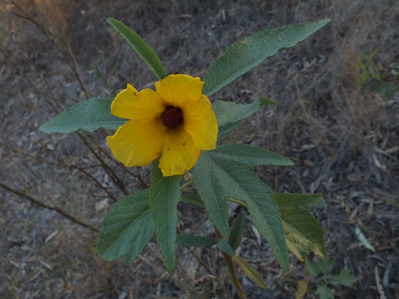 Hibiscus divaricatus photo 4
