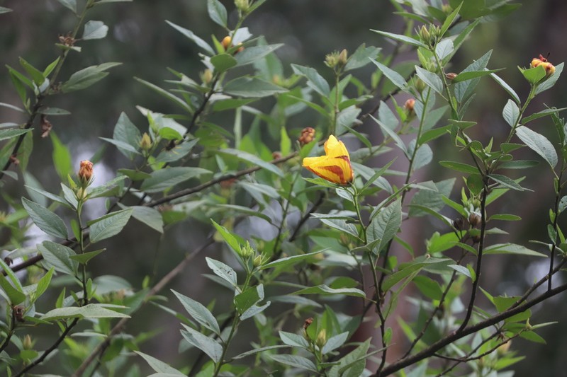 Hibiscus divaricatus photo 5