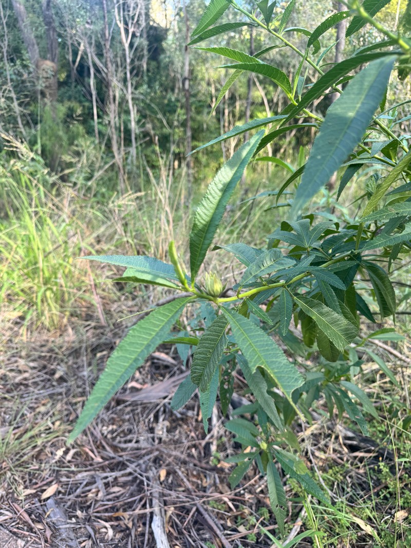 Hibiscus divaricatus photo 6