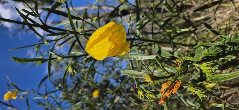 Hibiscus divaricatus photo 8