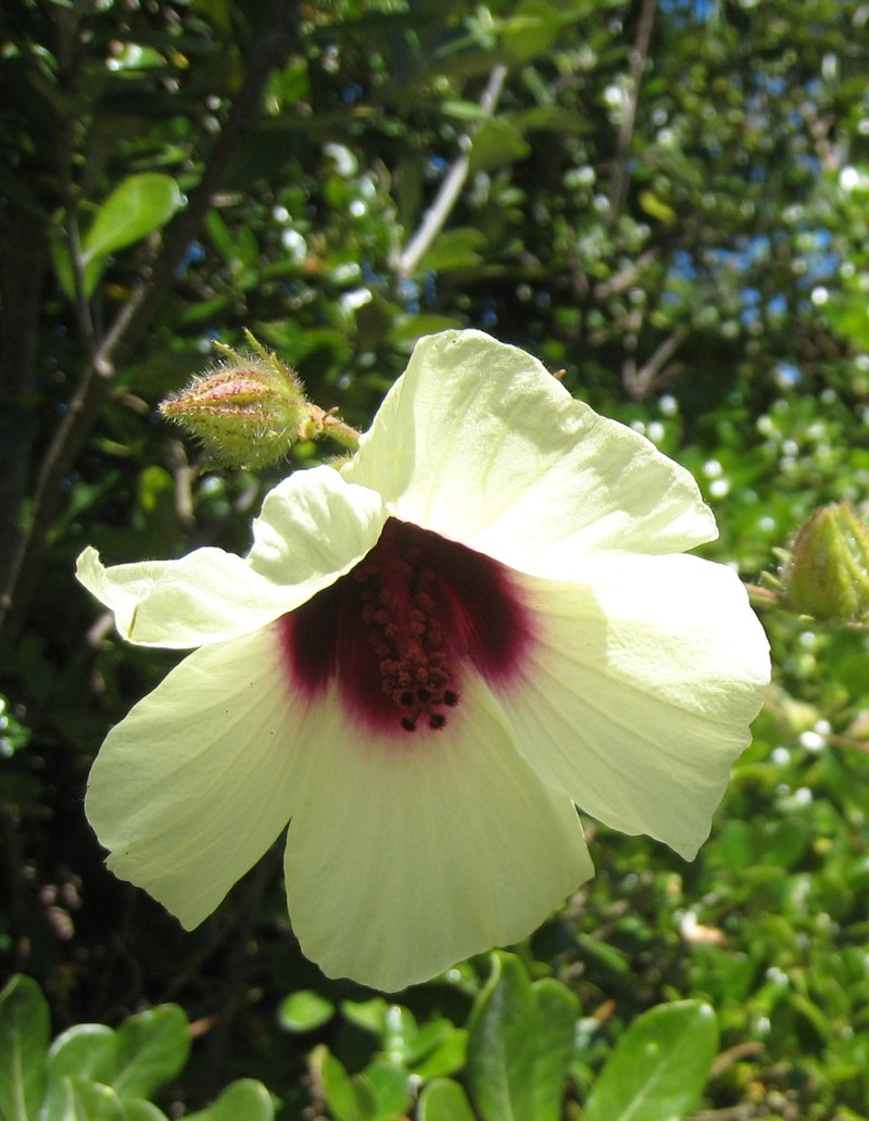 Hibiscus diversifolius photo 2