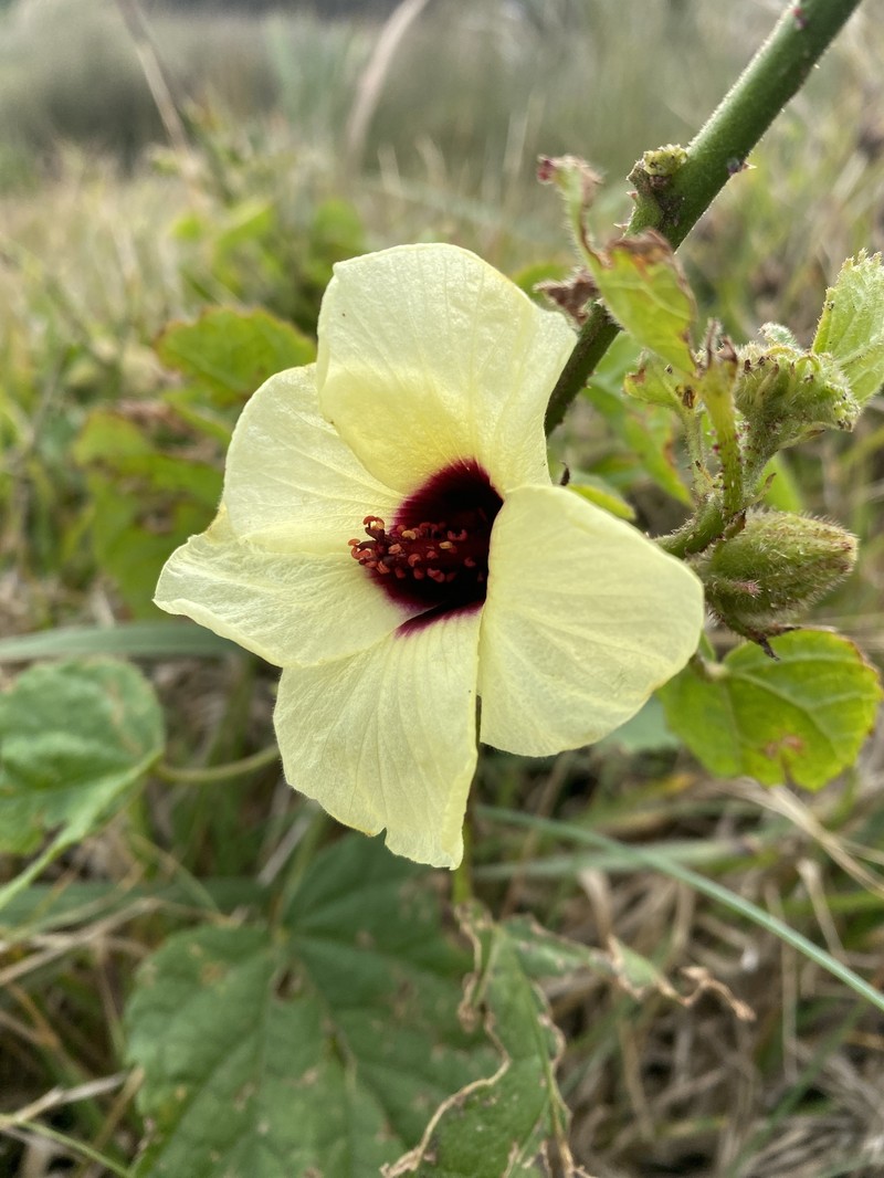 Hibiscus diversifolius photo 3