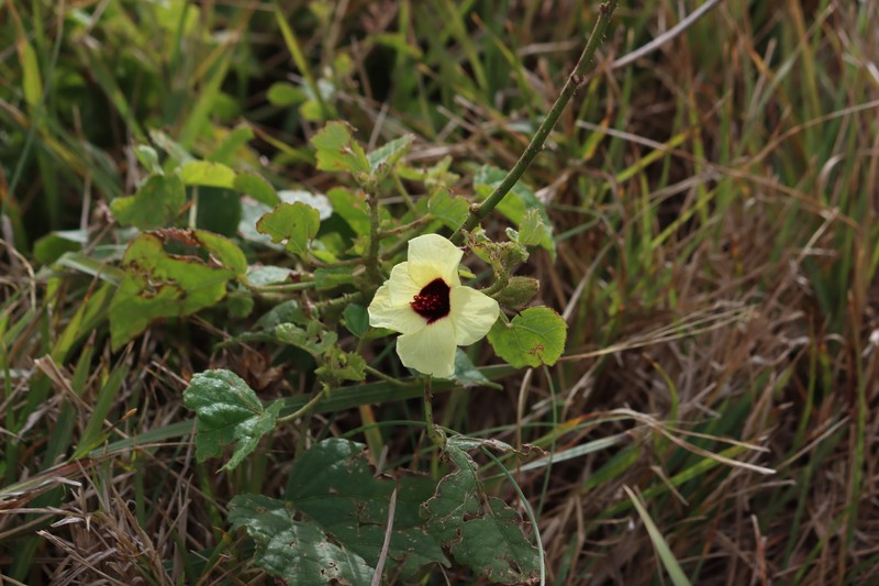 Hibiscus diversifolius photo 5