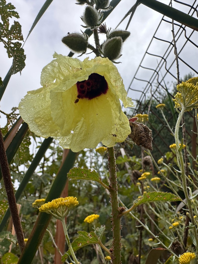 Hibiscus diversifolius photo 7
