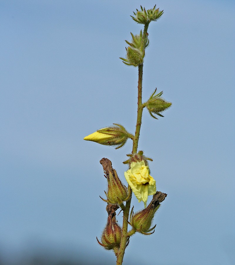 Hibiscus diversifolius subsp. diversifolius photo 4