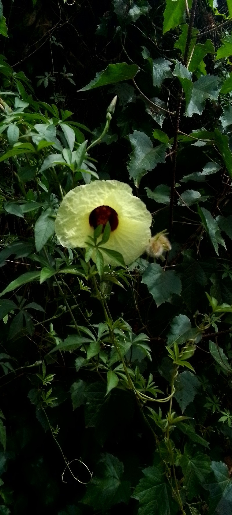 Hibiscus diversifolius subsp. diversifolius photo 6