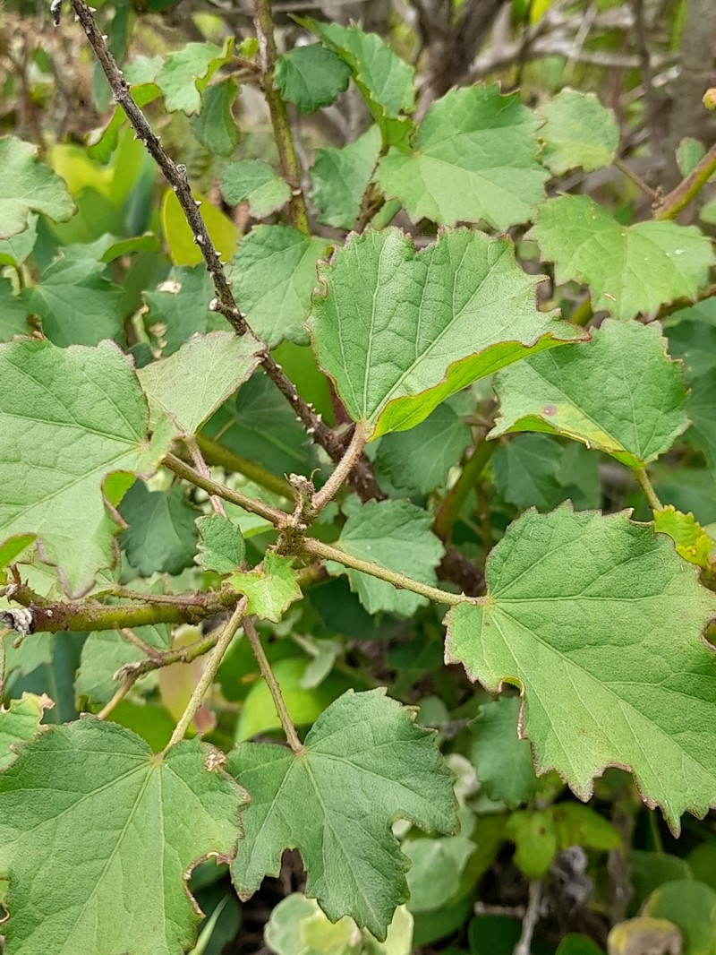 Hibiscus diversifolius subsp. diversifolius photo 7