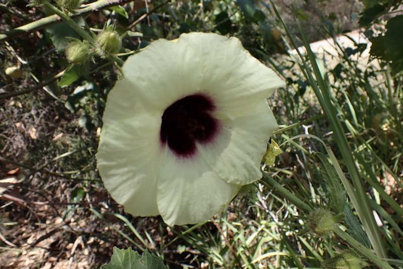 Hibiscus diversifolius subsp. diversifolius photo 8