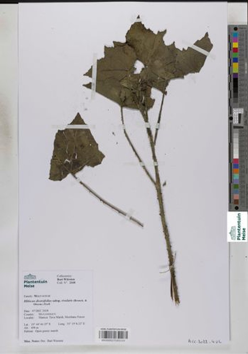 Hibiscus diversifolius subsp. rivularis